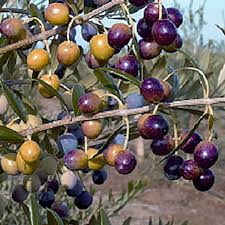 Arbequina