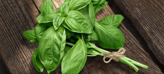 Basil